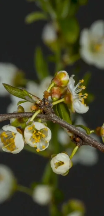 Delicate white blossoms on a dark olive green background.