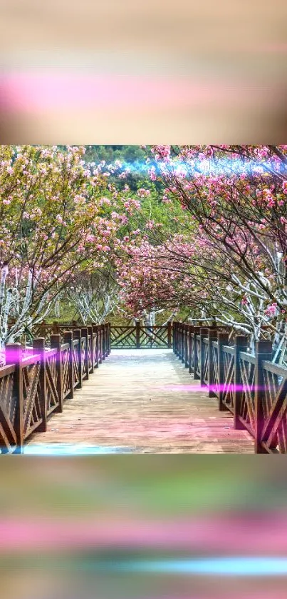 Mobile wallpaper of a pathway lined with pink blossoming trees.