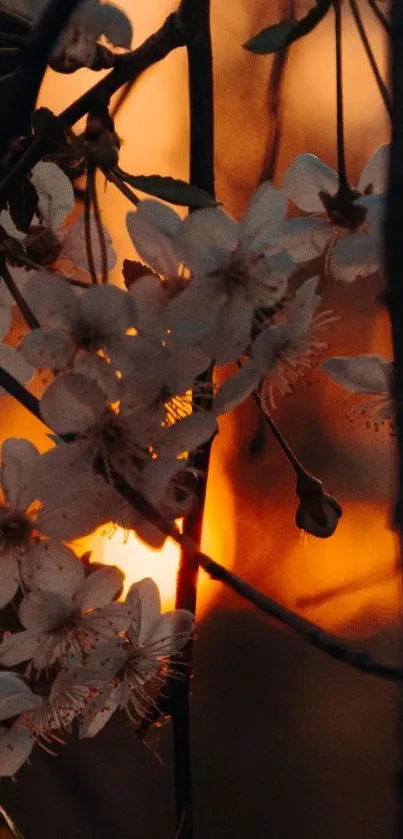 Cherry blossoms against a warm orange sunset sky.