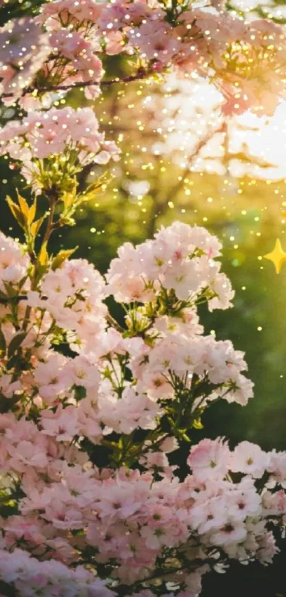 Pink cherry blossoms with sunlit background.