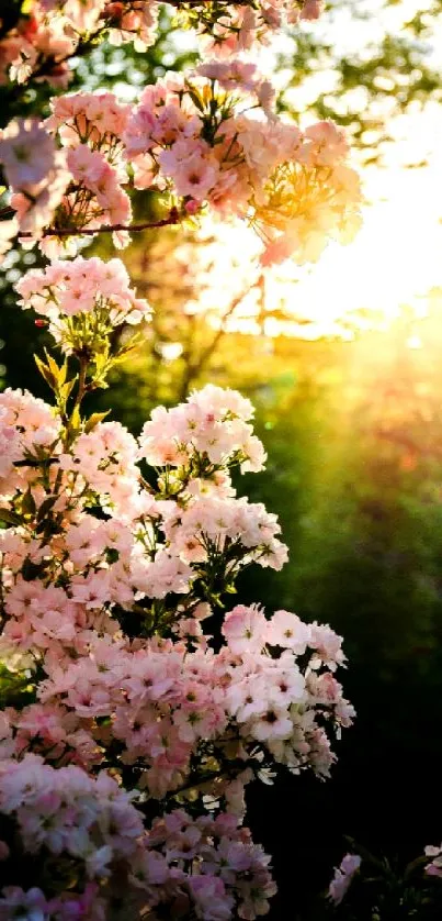 Pink blossoms at sunset creating a peaceful, natural scene.