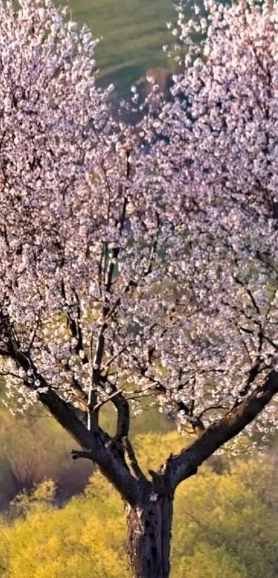 Serene landscape with a blossoming tree.