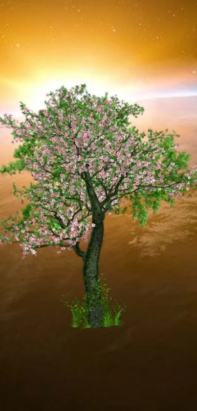 Blossom tree with sunset backdrop on mobile wallpaper.