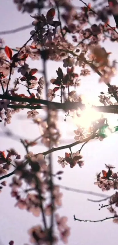 Sunlit cherry blossom branches against a clear sky.