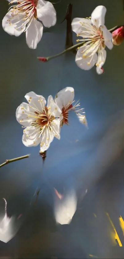 White blossoms on a branch with a soft blue background.