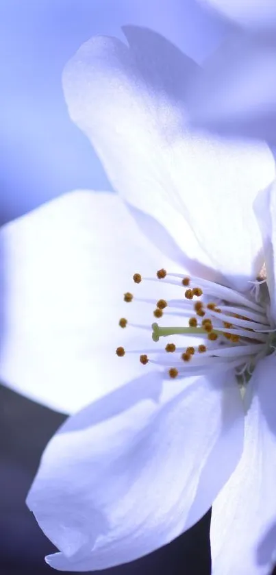 White blossoms on blue background, peaceful mobile wallpaper.