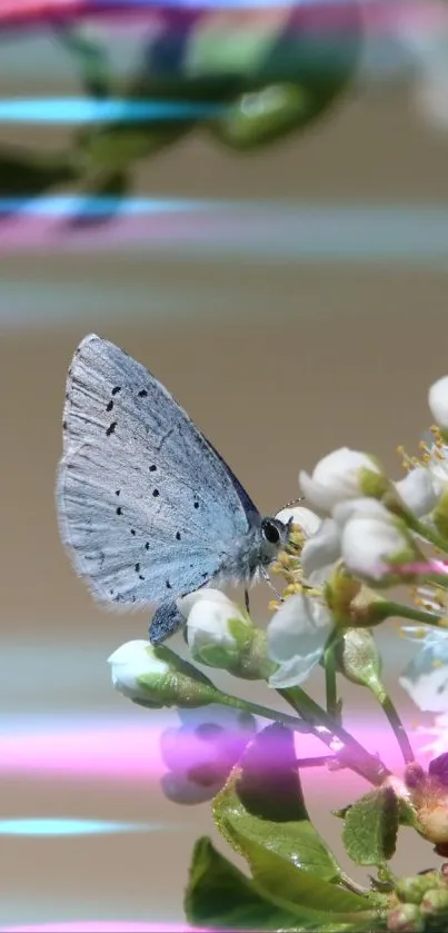 A blue butterfly perched on white blossoms with green leaves.