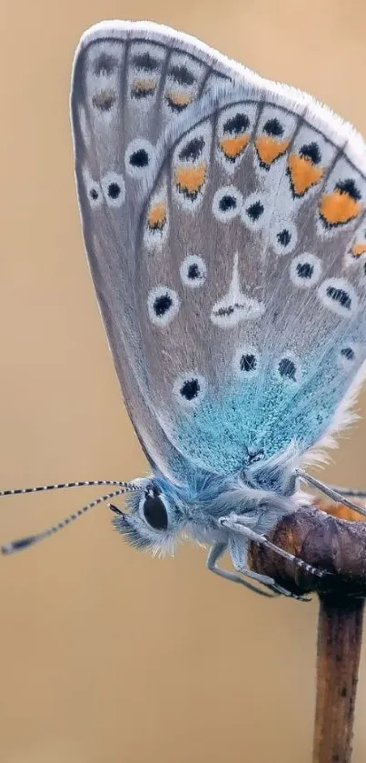 Blue butterfly resting on a twig, close-up view.