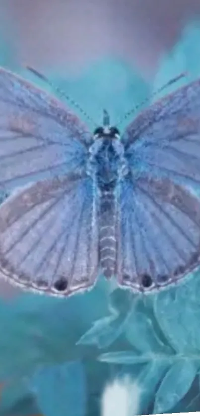 Close-up of a serene blue butterfly resting on foliage.