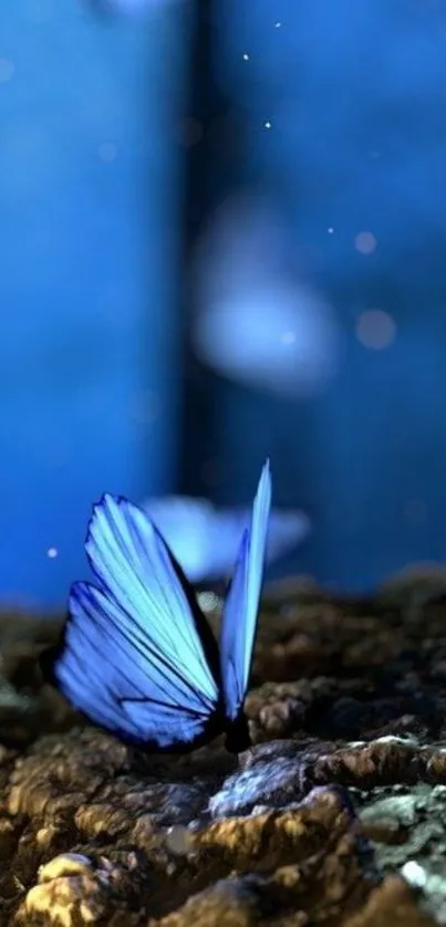 Serene blue butterfly resting on a textured surface with a blurred blue background.