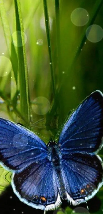 Blue butterfly on lush green background mobile wallpaper.