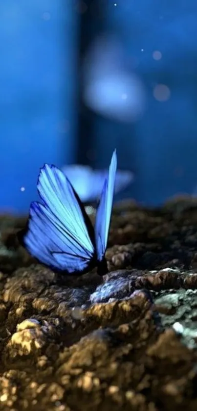 Blue butterfly on a textured surface with a glowing effect.