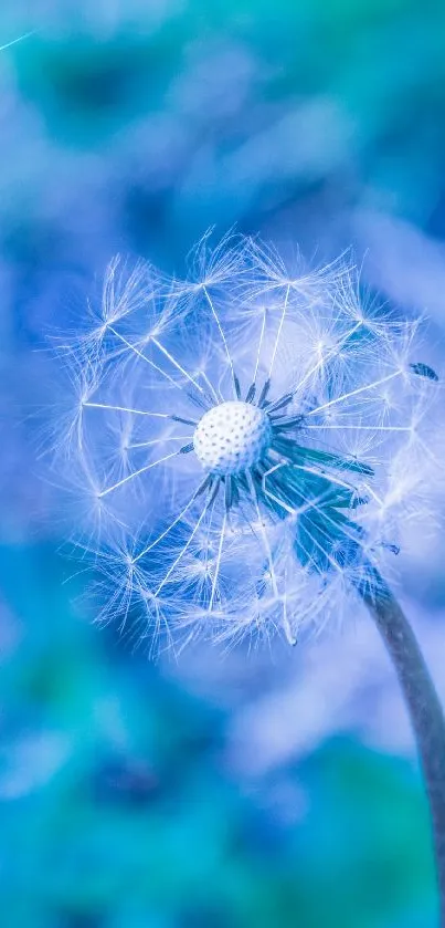 Delicate dandelion with vibrant blue backdrop for phone wallpaper.