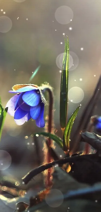 Close-up of a blue flower amidst sunlight, exuding serenity.