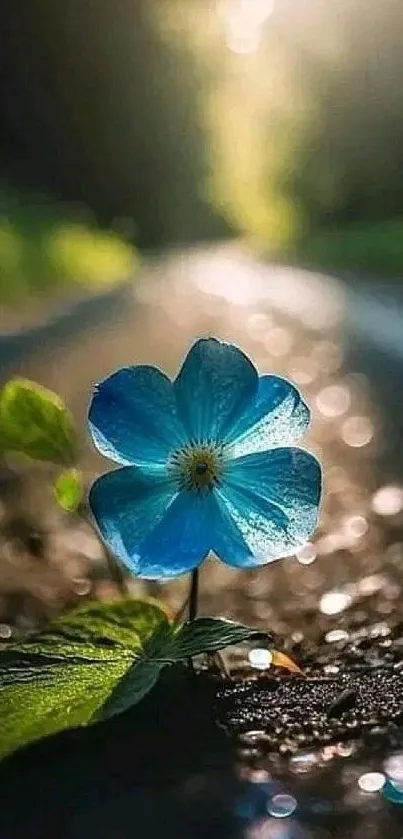 Blue flower on sunlit road creates serene phone wallpaper.