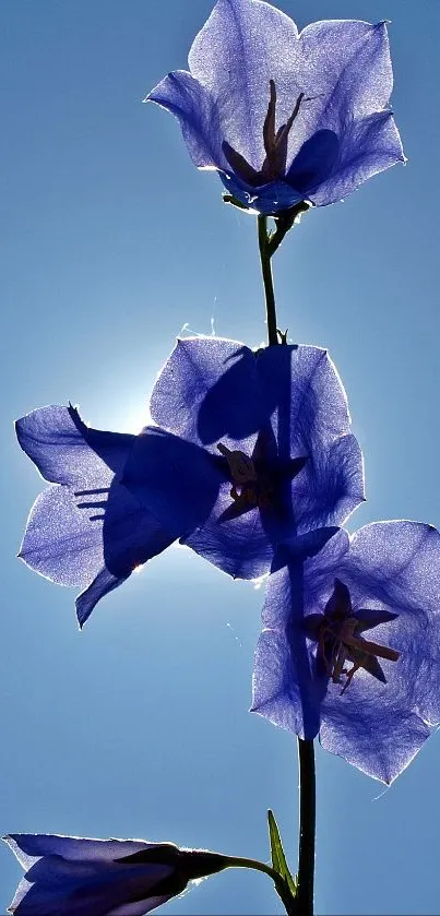 Silhouette of blue flowers against a clear sky background.