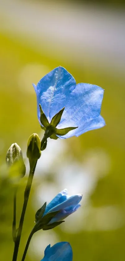 Close-up of blue flower on green blurred background.