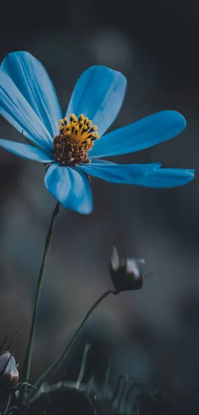 A serene blue flower with soft-focus petals in a dark background.