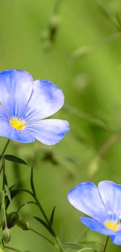 Serene blue flowers with green background wallpaper.