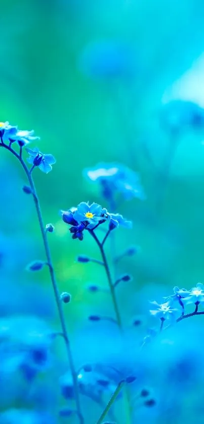 Close-up of blue flowers on a green background.