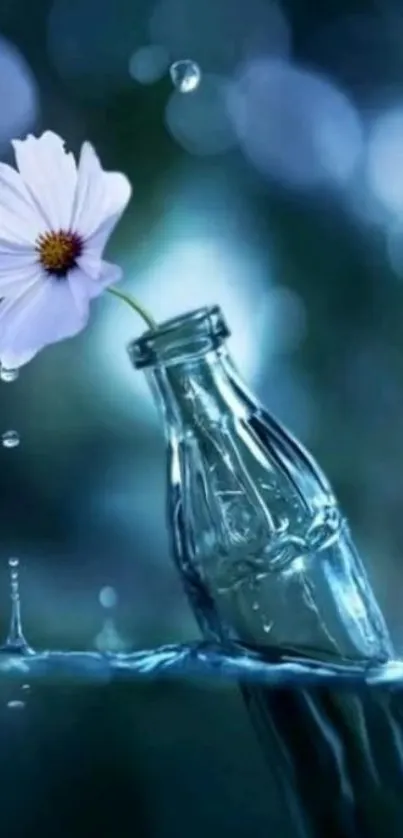 A delicate flower in a glass bottle with a blue background, serene wallpaper.