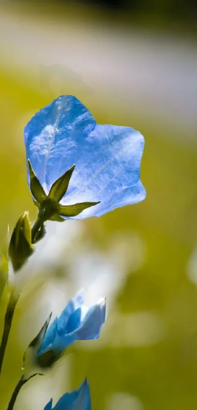 Blue flower against a serene green background in mobile wallpaper.