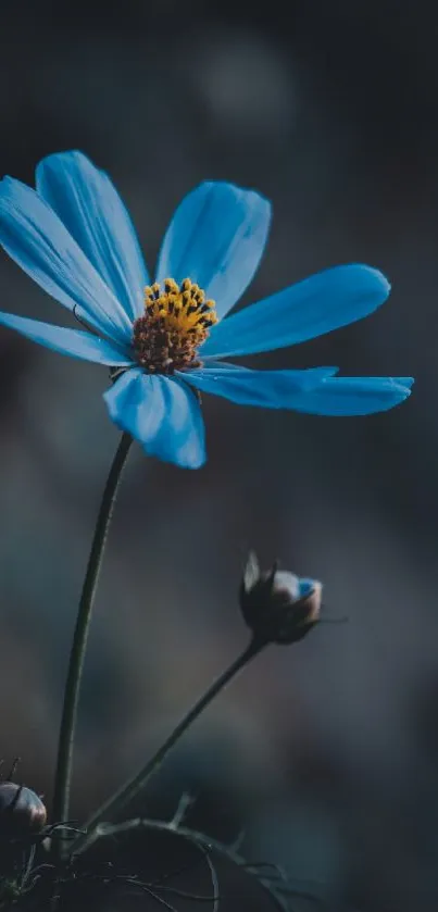 Vibrant blue flower with soft focus and serene dark background.