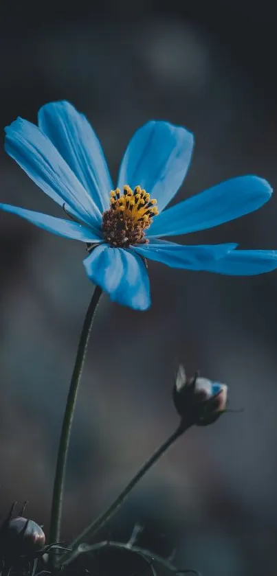 A serene blue flower with a dark, moody background for mobile wallpaper.