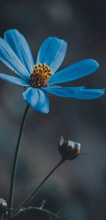 Blue flower with dark shadows creates a serene wallpaper.