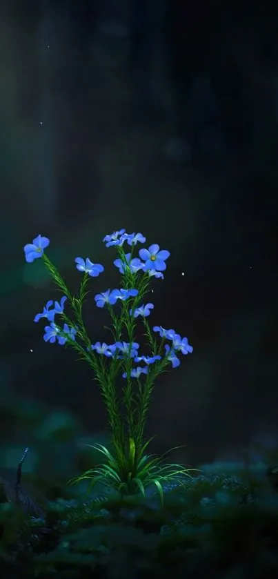 Serene blue flowers in a dark forest setting.