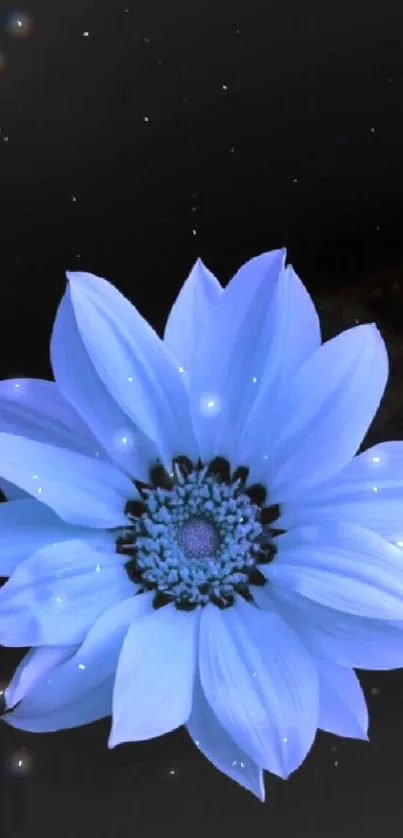 Serene blue flower with black background wallpaper