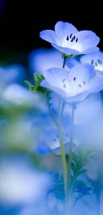 Blue flowers mobile wallpaper with serene ambiance.