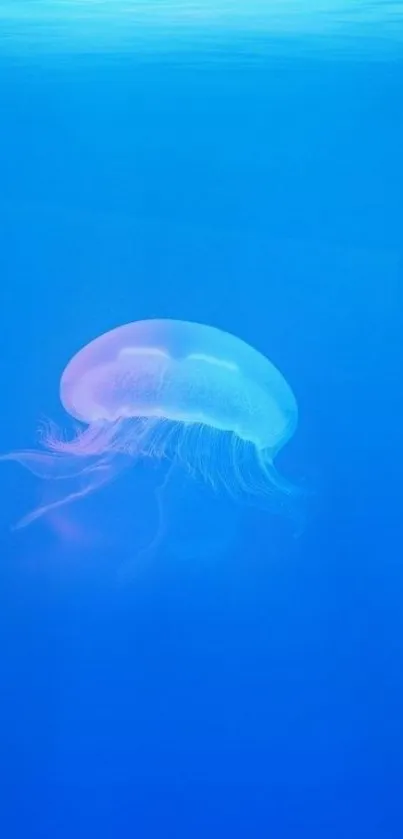 Tranquil jellyfish in vibrant blue water wallpaper.