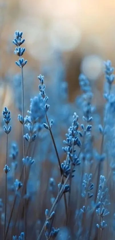 Serene blue lavender flowers in a blurred nature background.