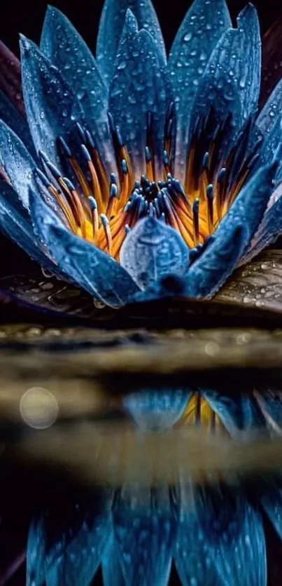 Blue lotus flower with reflection and water droplets.