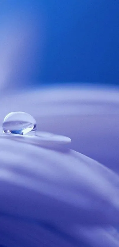 Close-up of a blue flower petal with a raindrop, creating a serene wallpaper.