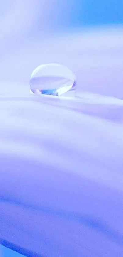 Water droplet on blue flower petal wallpaper.