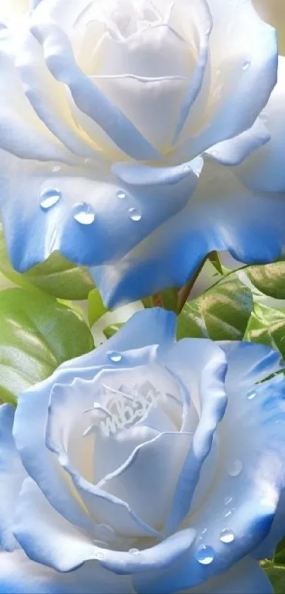 Serene wallpaper of dewy blue roses.