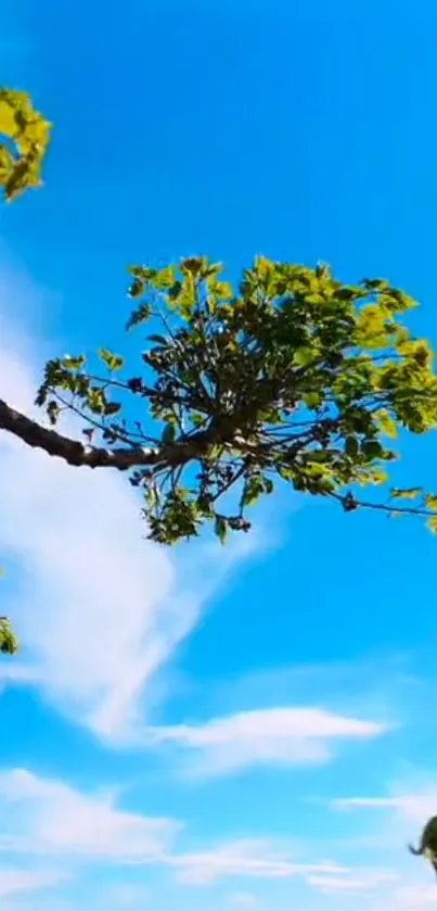 Vibrant blue sky with lush green leaves on a branch.