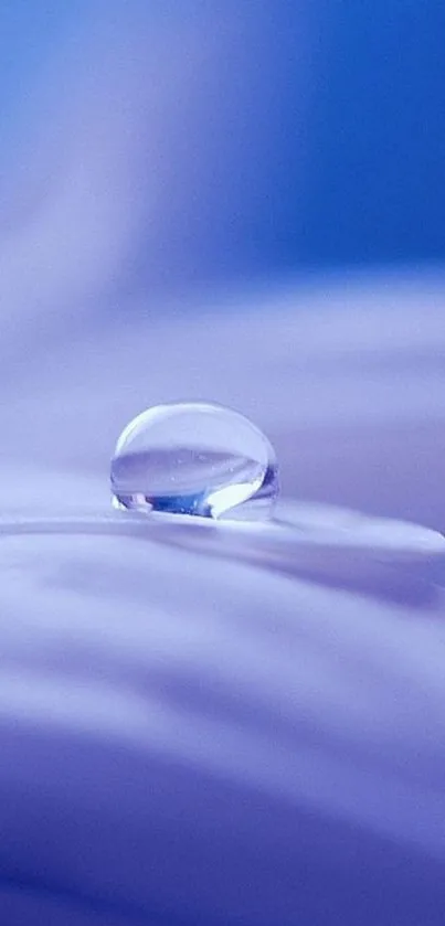 Serene mobile wallpaper with a blue water droplet on a petal.