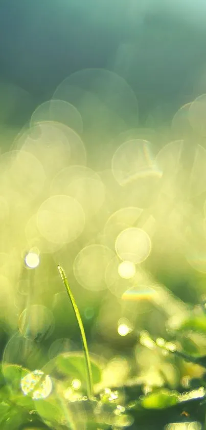 Serene green bokeh wallpaper with light reflections and soft focus.