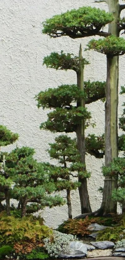 Bonsai trees against a textured wall background.