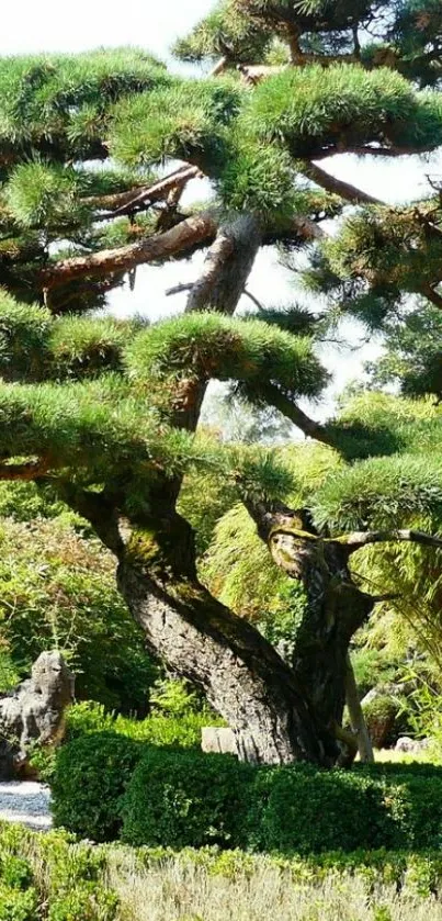 A tranquil bonsai tree in a lush garden setting.