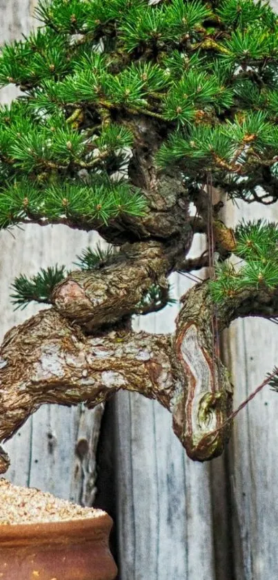 Tranquil bonsai tree wallpaper with rustic background.