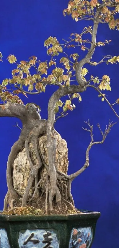 Bonsai tree with blue background mobile wallpaper.