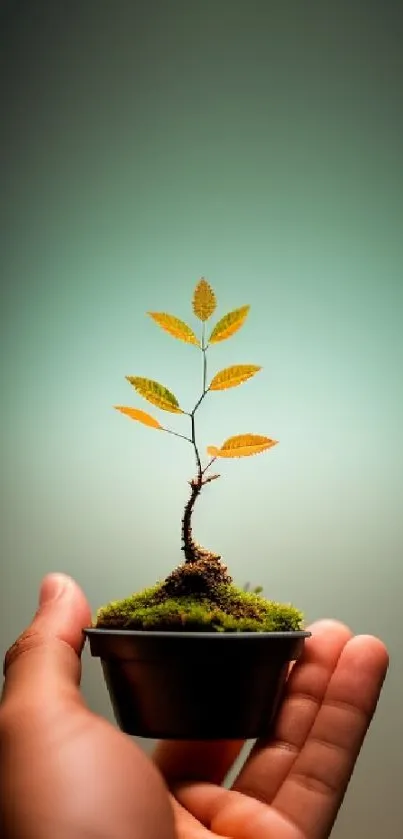 A serene bonsai tree held in a hand against a teal background.