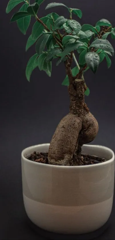 Bonsai plant in beige pot with dark background.