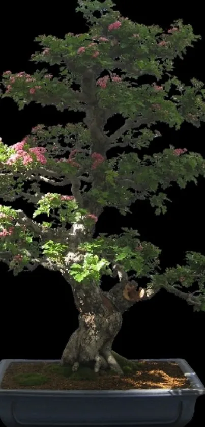 Bonsai tree with green leaves and pink blossoms on dark background.