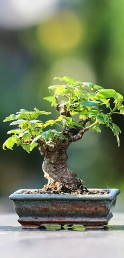 Close-up of a bonsai tree with lush green leaves.