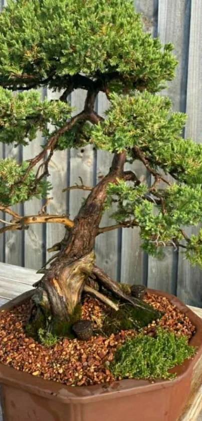 Bonsai tree in a rustic pot with green foliage against a wooden fence.